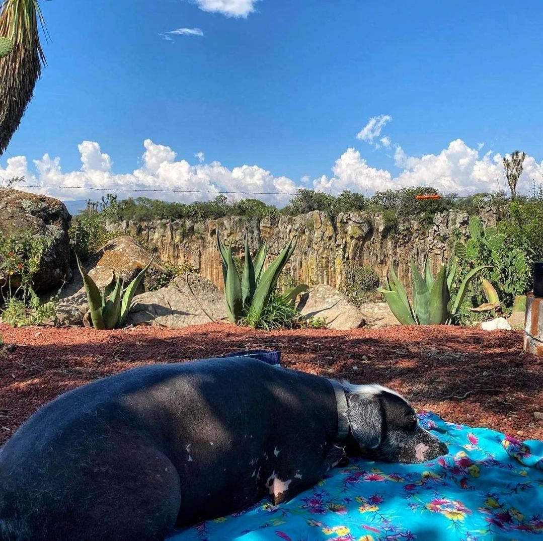 El Gato Glamping Con Vista A Prismas Basalticos Hotel Хуаска де Окампо Екстериор снимка