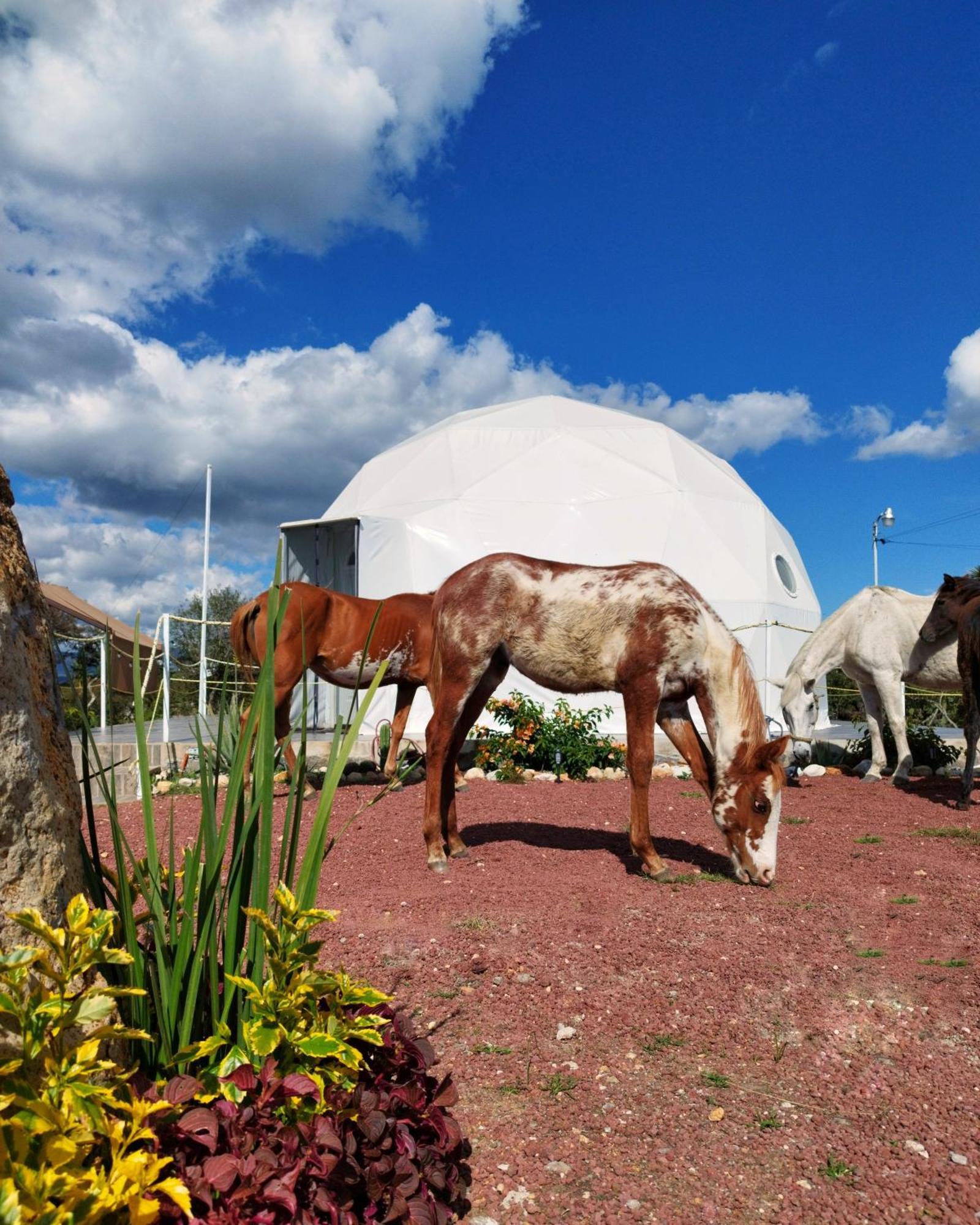 El Gato Glamping Con Vista A Prismas Basalticos Hotel Хуаска де Окампо Екстериор снимка
